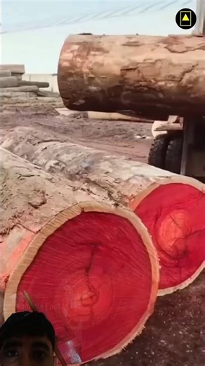 Red 🍒 tree 🌴| Lal chandan #redtree #chandan #facts #explore #trendnow #shortvideo