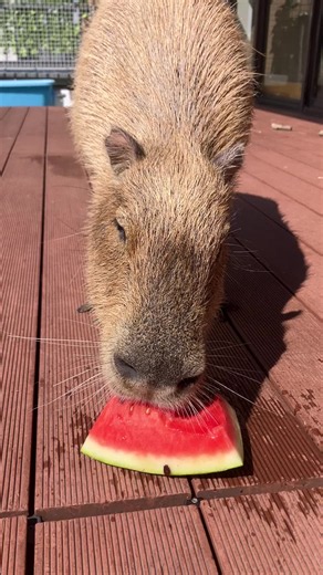Capybara Cafe Watermelon Snack — Capybara Cappiness in Shinjuku