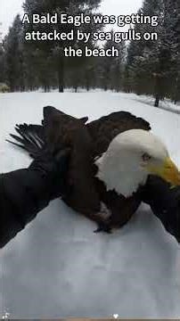 How to Save Animals in Distress #WildlifeRescue #AnimalRescue #WildlifeStories #EmotionalShortFilm