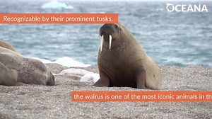 8.1K views · 242 reactions | WATCH: The walrus is one of the most iconic animals in the Arctic! Learn more about the wonderful walrus this World Walrus Day: https://oceana.ly/3XisQ1I | Oceana | Facebook