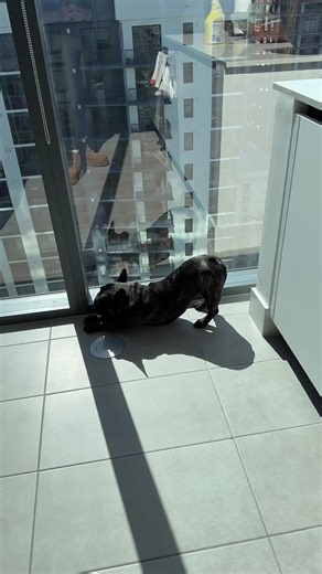 princesspuma346 (@princesspuma346)’s videos with original sound - music