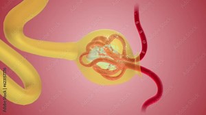 the nephrons filter blood that runs through the capillary network in the glomerulus