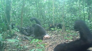 Chimpanzees’ Termite Fishing Habits Differ by Regional Groups