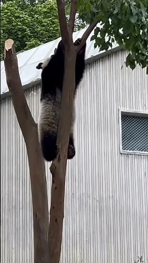 OOPS! Clumsy Panda Takes a Funny Tumble from Tree #animals
