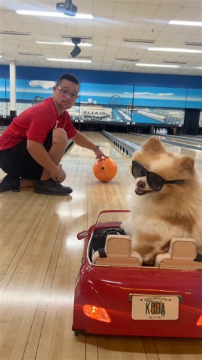 942K views · 51K reactions | Joanne has been really hoping to meet me....so I surprised her with a visit at her tournament for the Special Olympics! Must have been lucky because she won a gold medal磊 and I even got a strike bowling with her friends #smilesfurmiles #therapydog Big thanks to Clermont Florist for donating the flowers for my surprise | Koda the Fluff | Facebook
