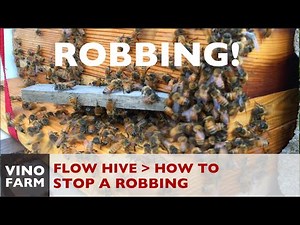 Flow Hive - How to Stop a Robbing (Lessons Learned)