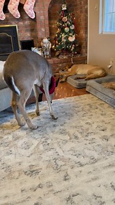 73K views · 23K reactions | Oh Night Divine梁 #GoldenRetriever #hike #cats #dogs #catsofinstagram #chickens #hikingcats#Nature #deer #duck #trails#animals #squirrel #fyp #funny #hike #hiking #trails | Brown Hiking Trails | Facebook