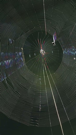 Spider web Building #wildlife #nature #spider