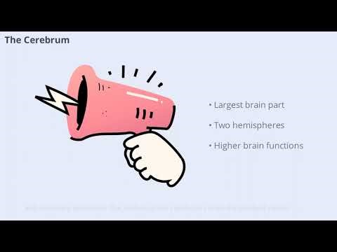 Developmental Psychology Explained Simply (12 Minutes)