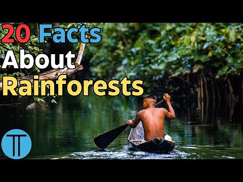 20 Incredible Facts About Rainforests | Facts No Less