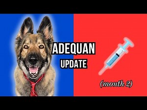 Adequan Injections Are Helping My Dog Overcome Arthritis Pain