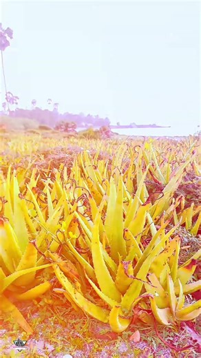 Delft Island Visit Diary | Untouched Island of Sri Lanka 🇱🇰