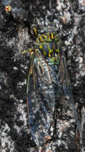 Cicada Sounds | Nature's Loudest Insect? 🔊