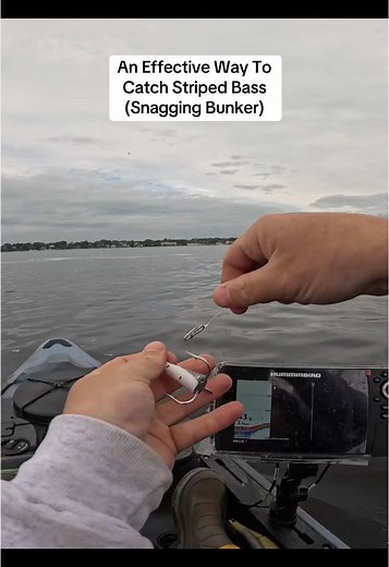 Effective Live Lining Techniques for Striped Bass Fishing