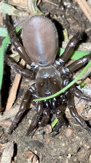 Large female trap door spider (Antrodiaetus unicolor)