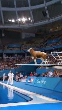 “Animals Competing Like Champions! 🐾 | Animle Olympic Highlights”
