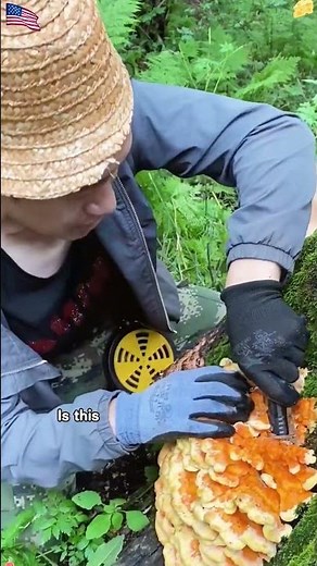 Mushroom picking can be very stress-relieving you need to learn how to identify poisonous mushrooms