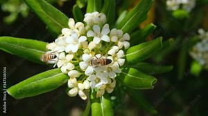 Spring bees eating pollen flying on plant blossom flower,pollination nature