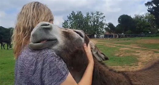 Watch: Rescued Donkey Hugs Human in Heartwarming Moment