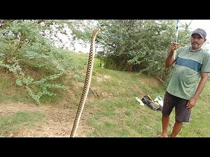 Unexpectedly Caught a Poisonless Snake While fishing|Fishing for Snakehead fishes Withsmall livefish