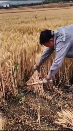 The classic process of harvesting wheat plants