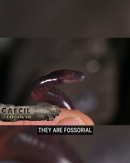 Found the Bizarre Caecilian in Costa Rica | Brave Wilderness