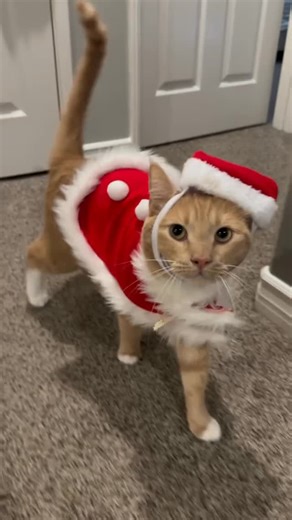 Ember | Emby❤️ on Instagram: "the cutest Santa you’ll ever see🥹🥹"