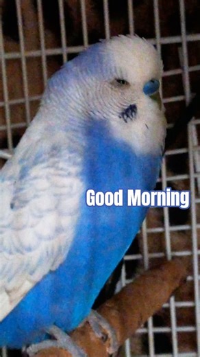 Mr Wallace is sleepy, still 😴