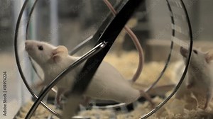 Mice on Treadmill