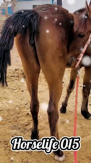 horselife015 on TikTok