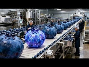 How Dried Blueberries Are Made | Inside a Modern Blueberry Processing Factory