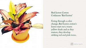 Croton Plant Varieties A to Z ctto | The Kart PH