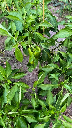 117K views · 1.6K reactions | Bell pepper harvest #vegetables #gardening #garden | Waray Waray in USA | Facebook