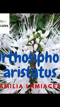 Hermosa planta medicinal: Orthosiphon aristatus o té de Java - Familia Lamiaceae