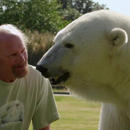 3.7M views · 24K reactions | This polar bear and her human "dad" swim and cuddle together. | Animal Planet | Facebook