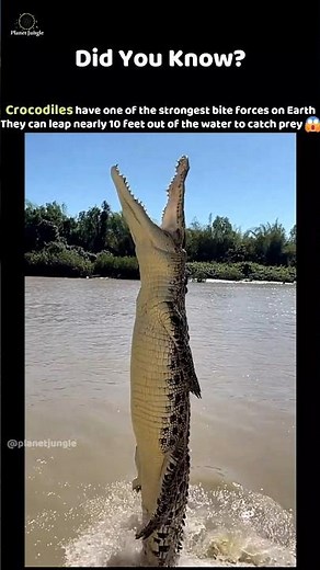 Crocodile’s Powerful Bite! 🐊 #Crocodile #AnimalFacts #Wildlife