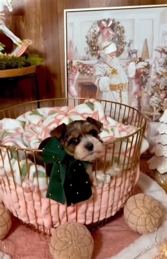 Update: Jingles has found her forever home ! 🎄✨ Meet Jingles, the tiniest touch of Christmas magic! This red wolf sable mini schnauzer pup is all charm, all cuddles, and ready to jingle her way into a forever home. With her festive coloring and merry little personality, she’s the perfect gift of joy this season. If you’re dreaming of a Christmas with extra wiggles, whiskers, and wonder… Jingles is waiting. ❤️🐾 | Dixie Pearl Schnauzers