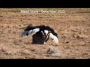 Ahhhhhhhhhhh l'amour, toujours l'amour.... la parade du mâle avant l'accouplement et la danse pendant l'accouplement.... ça vaut de l'or ! Laurent Renaud et Dominique Haution #masaimara #zebraplainsmoments #magicalkenya #kenyansafari #visitkenya #maasaimara #wildlifeofinstagram #wildlife #wildlifephotography #wildlifeplanet #ostrich #ostriche #ostriches #love | Zebra Plains Mara Camps - Zebra Plains Collection