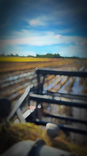 Rice Harvesting Process in Agricultural Fields