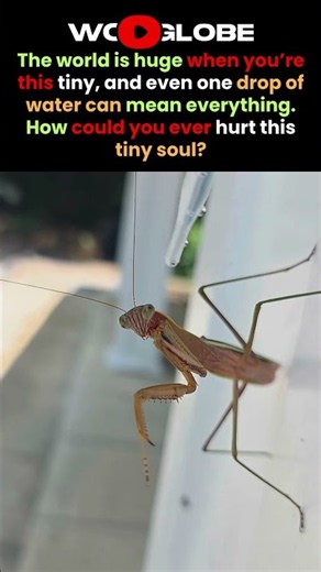 This Tiny Praying Mantis Was SO Thirsty… 🥹🦗💧