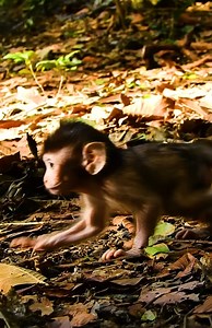 2.8K views · 85 reactions | Monkey Free on Reels | Facebook