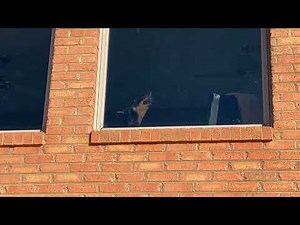 Doberman howling