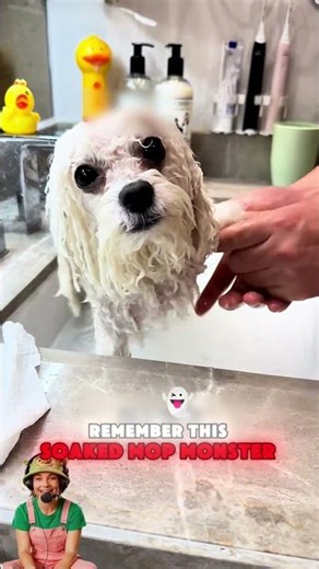 Dog’s Bath Time Meltdown! 😂🚿 From “Dignified Warrior” to “Wet Mop”!#funny #pets