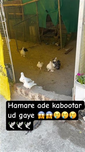 Aaj hamare kabootar ud gaye 🕊️🕊️😱😱😢😢😢 #anime #pigeon #dalyvlog #shortvideo #minivlog