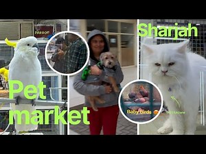 Sharjah pet market | cheapest pets market in uae
