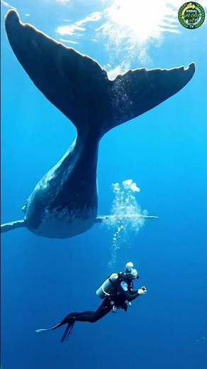 How Huge Is a Blue Whale?