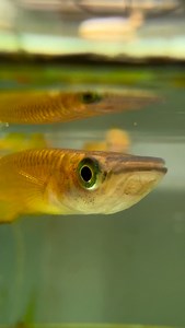Golden Wonder Panchax Available #onceuponashrimp #aquarium #singapore #kilifish | SG Sulawesi Shrimp