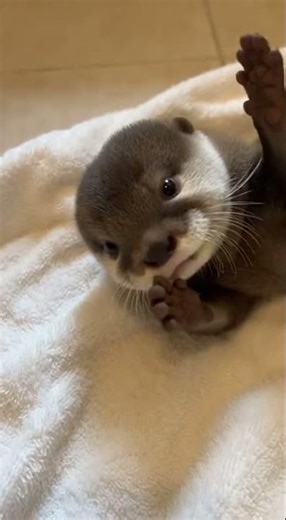 Tiny Otter Face-Rub Squeaks