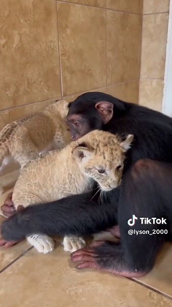 Chimpanzees Love: Heartwarming Moments with Baby Chimps and More
