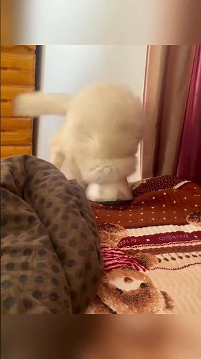 TV Broken Computer Destroyed Cat No Regrets 😼 #cats